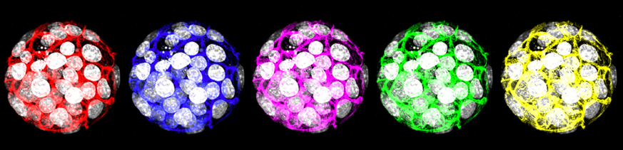 Preimplantation Embryos