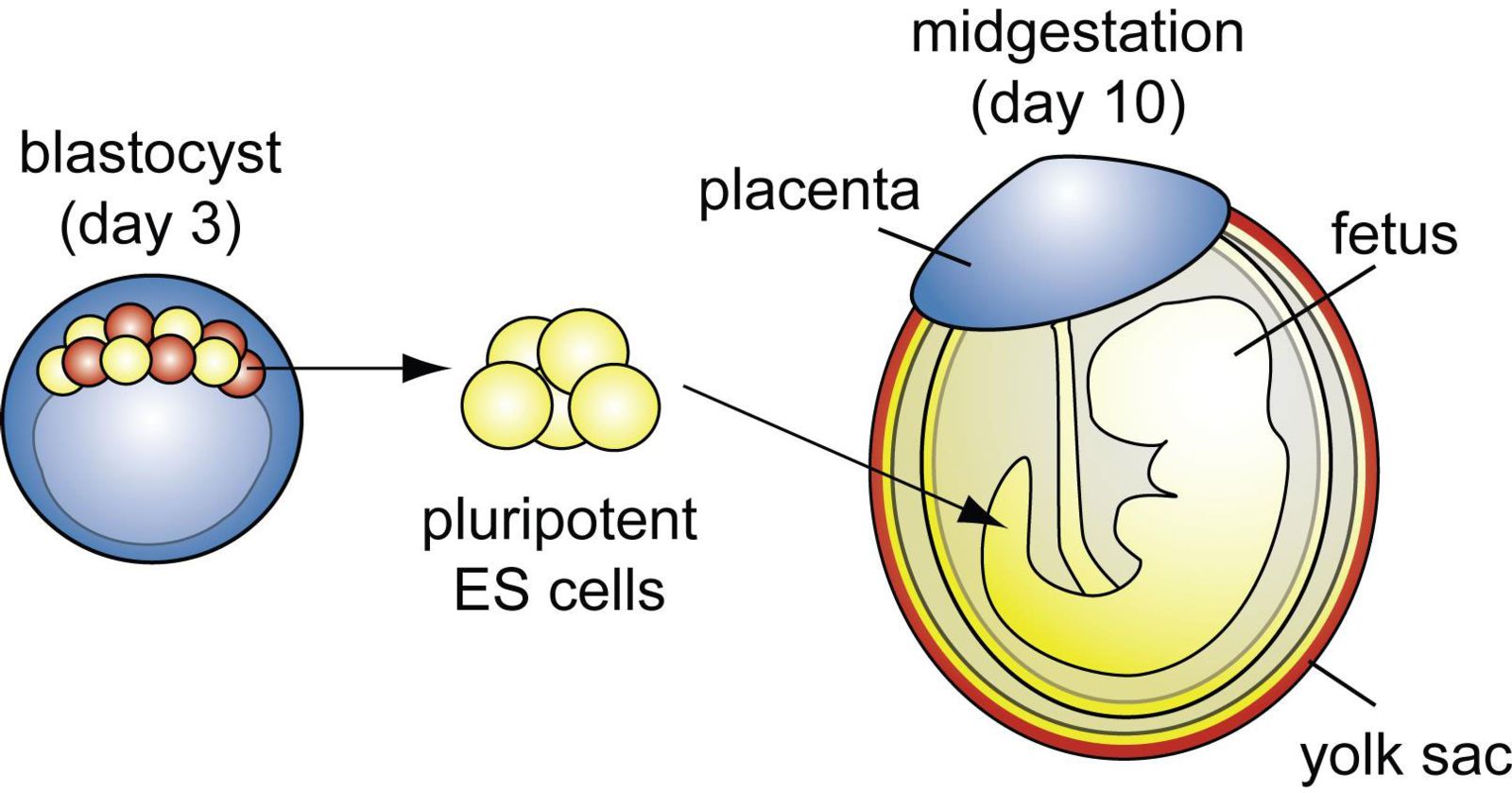 The origins of stem cells during mouse development.